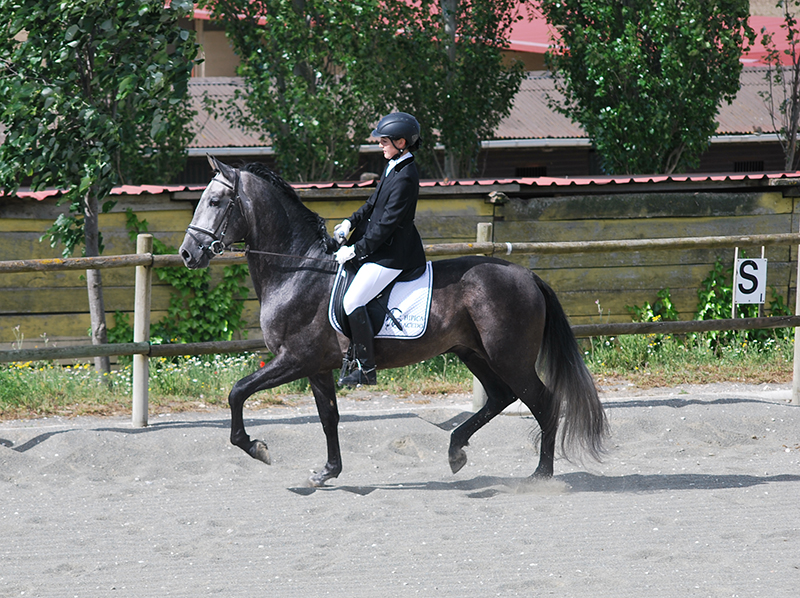 El Club H&iacute;pico Cristina Ullate, escenario del Campeonato Navarro de Doma Cl&aacute;sica y JJDD 2015
